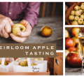 Heirloom Apple Tasting