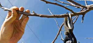Planning and Planting the Home Orchard