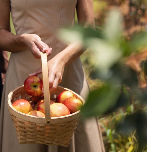 Apple Harvest Festival at Trump Cidery