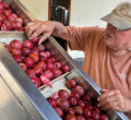 Bulk Juice Sale [Heirloom Cider-Apples] at Albemarle Ciderworks