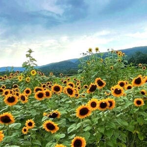Virginia Sunflower Fest