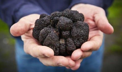 Truffle Feast