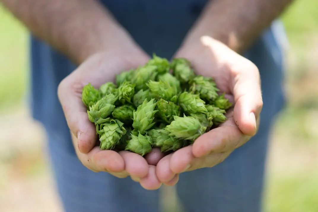 Two hands holding freshly picked hops