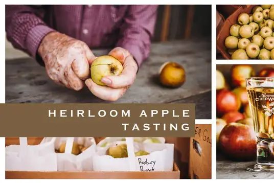 Hands holding heirloom apples beside a glass of cider
